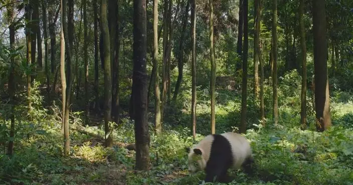 Wild giant panda population flourishing in NW China nature reserve