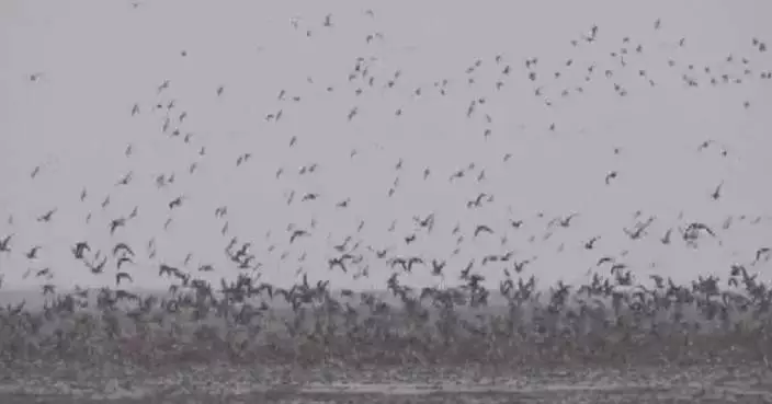 Migratory bird populations thrive as Dandong ramps up conservation efforts