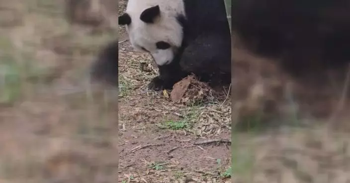 Adorable pandas win over fans with bamboo shoot digging video