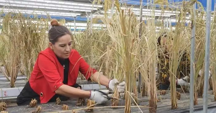 Researchers cultivate fast-growing rice in Xinjiang desert