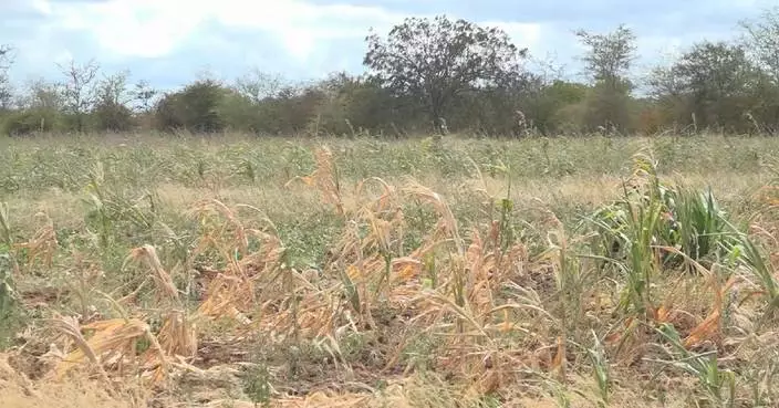 Severe drought in Botswana sparks concerns over food shortage