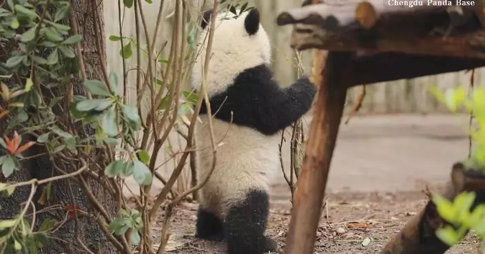 Giant panda cub captured doing exercises