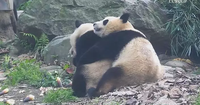 Cute panda twins engage in playful sibling showdown