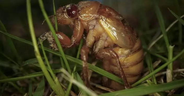 Cicadas are nature&#8217;s weirdos. They pee stronger than us and an STD can turn them into zombies