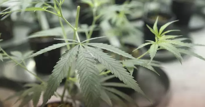 Florida voters will decide whether to protect abortion rights and legalize pot in November