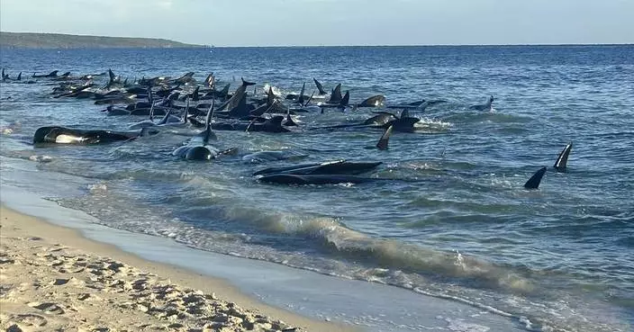 Over 100 pilot whales beached on western Australian coast have been rescued, officials say