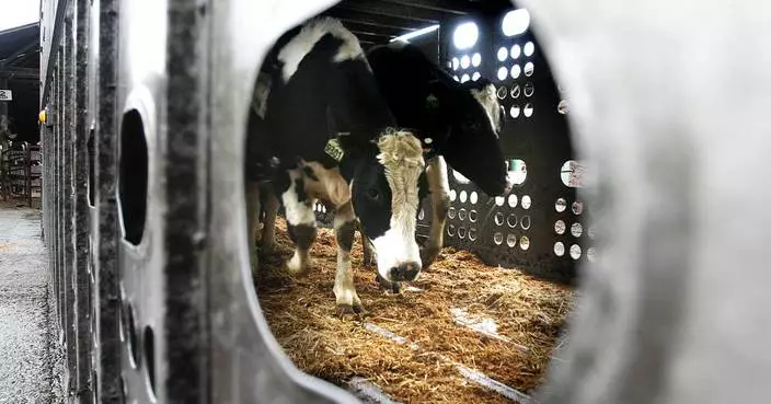 More cows are being tested and tracked for bird flu. Here's what that means