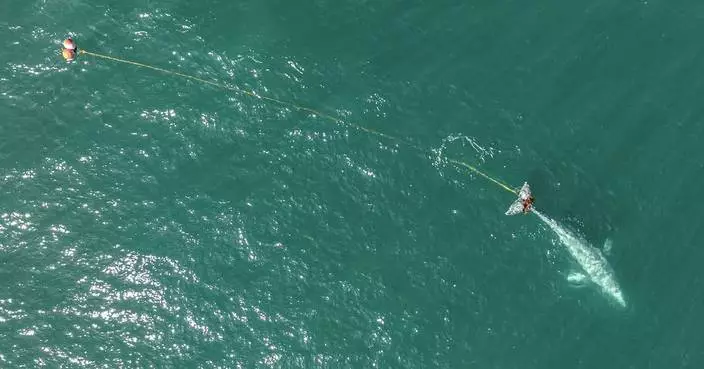 Rescuers search off Northern California coast for young gray whale entangled in gill net
