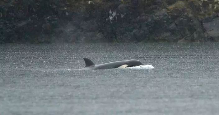 An orca calf stranded in a Canadian lagoon will be airlifted out to reunite with pod, rescuers say