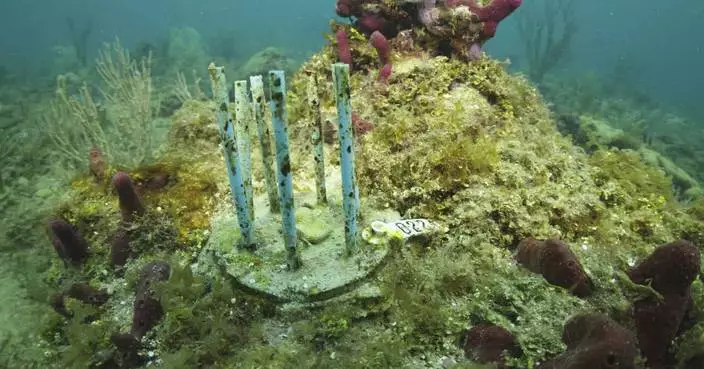 These biodegradable straws could prevent new coral from becoming expensive fish food