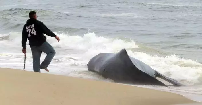 Dead whale on New Jersey&#8217;s Long Beach Island is first of the year, stranding group says