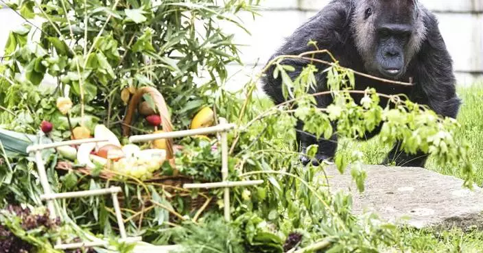 Berlin zoo celebrates the 67th birthday of Fatou, believed to be the world&#8217;s oldest gorilla