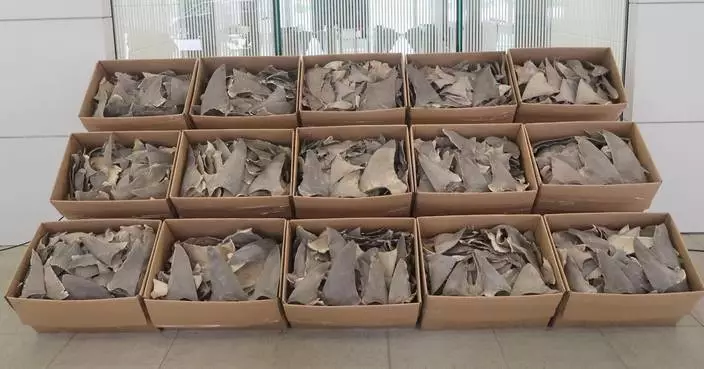 Hong Kong Customs detects smuggling case involving about $1.8 million suspected scheduled dried shark fins by river trade vessel