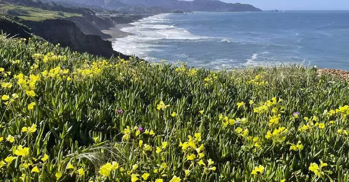 Will there be a &#8216;superbloom&#8217; this year in California? Here&#8217;s what to know