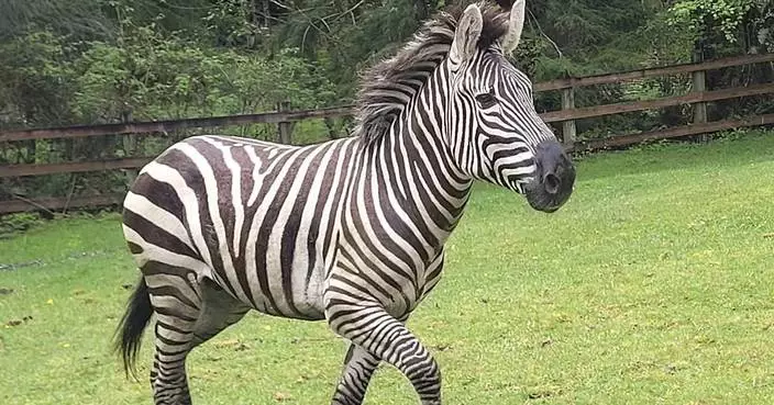Zebras get loose near highway exit, gallop into Washington community before most are corralled