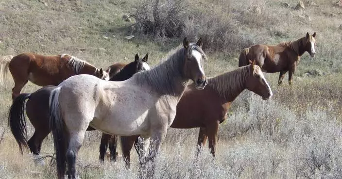 Wild horses to remain in North Dakota&#8217;s Theodore Roosevelt National Park, lawmaker says
