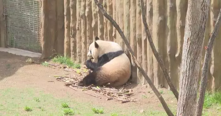 Giant pandas greet visitors during May Day holiday