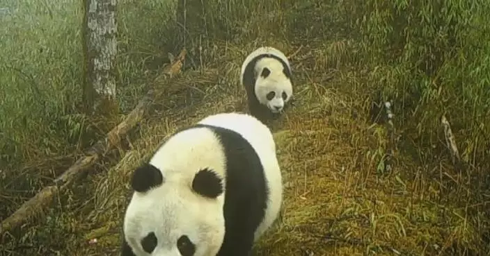 Camera captures wild giant pandas in Gansu during mating season