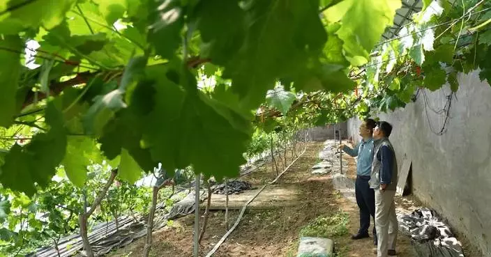 Chinese, French researchers study grape varieties to address climate change for wine