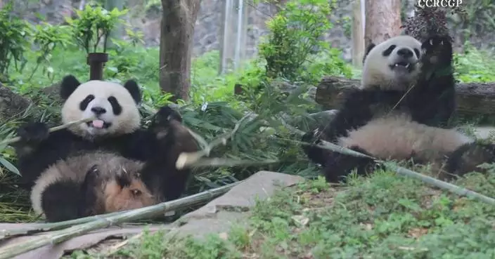 Panda cubs caught on camera delightfully indulging in bamboo buffet