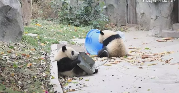 Mischievous panda cubs caught on camera developing unexpected fascination with cleaning tools