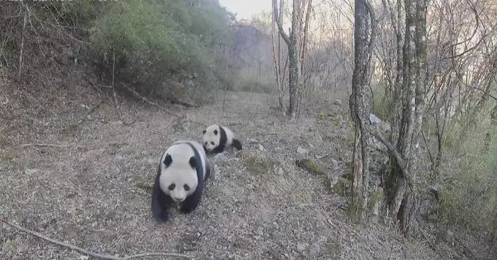 Rare footage captures wild giant pandas roaming with cubs in northwest China