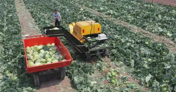 China's first self-developed cabbage harvester starts operation
