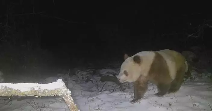 Brown-and-white giant panda spotted in northwest China's Shaanxi