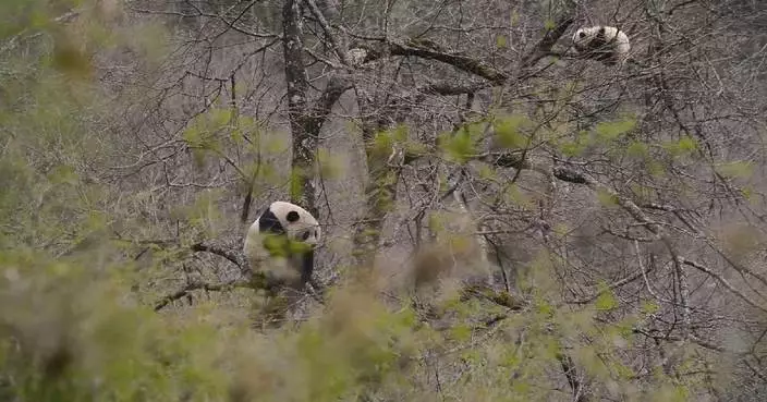 Giant panda mothers and cubs frequent national reserves