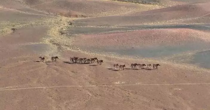18 critically endangered Przewalski&#8217;s horses released into wild in northwest China&#8217;s Xinjiang