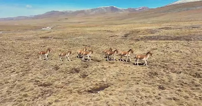 Large kiang herds spotted on Qinghai&#8217;s grassland