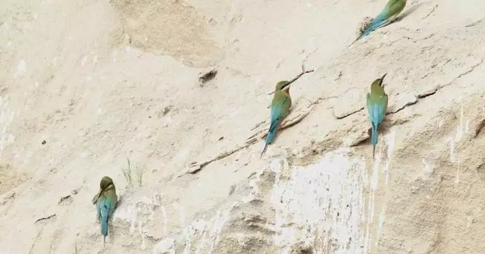 Colorful migratory birds nest on shores in southwestern China