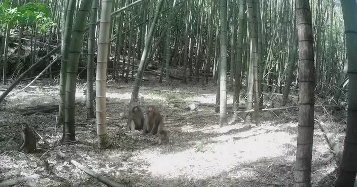 Horde of macaques spotted feasting on spring bamboo shoots in east China nature reserve