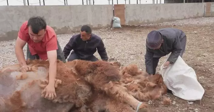 Herdsmen in Xinjiang busy trimming camel hair to prevent summer heat and for market sales