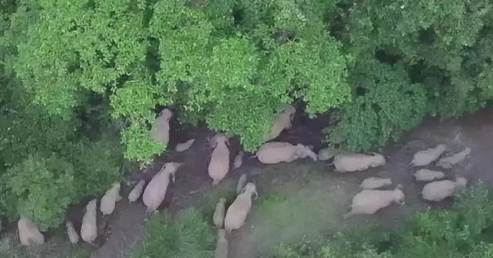 42 Asian elephants spotted wandering in southwest China&#8217;s Yunnan