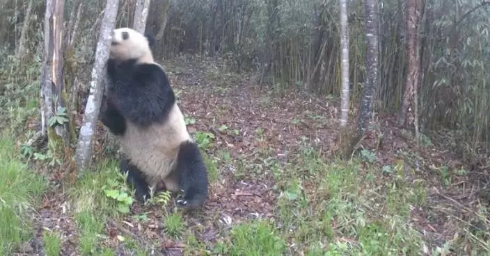 Cameras capture adorable wild giant panda hugging tree in southwest China