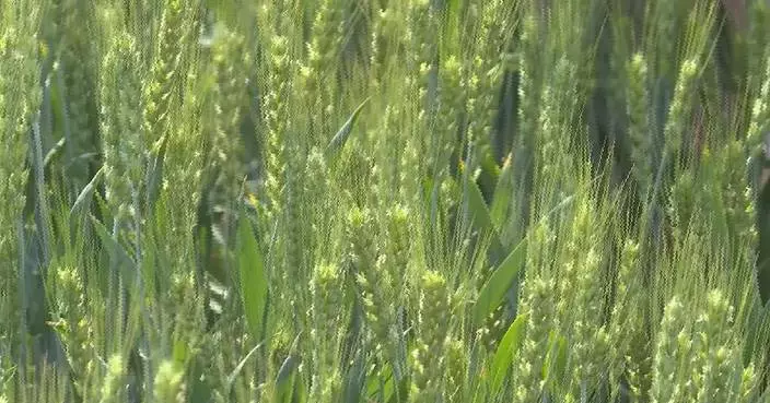 China's summer grain production set to increase: official