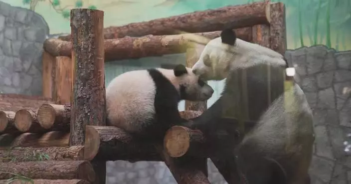 Giant panda family helps strengthen friendship between Chinese, Russian people