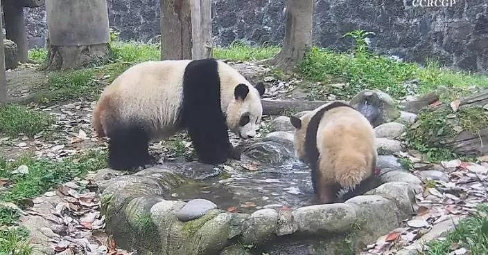 Giant panda mother, cubs frolic in "bath tub"