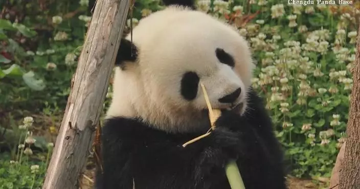 Panda cub seen nibbling on bamboo shoots
