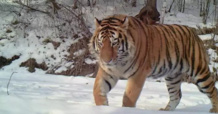 China-Russia joint efforts on Siberian tiger, Amur leopard protection bear fruit