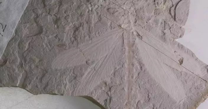 Complete dragonfly fossil dating back 165 mln years discovered in Inner Mongolia