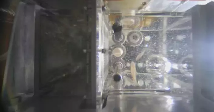 Zebrafish in good conditions after 20 days in China’s space station