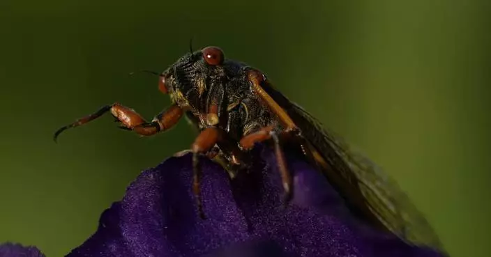 Up close and personal, cicadas display Nature's artwork. Discerning beholders find beauty in bugs.