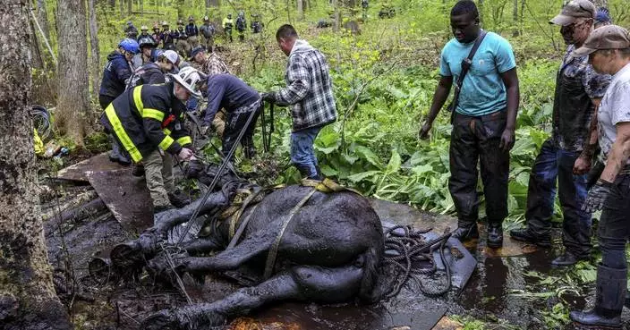 Rescuers free 2 horses stuck in the mud in Connecticut