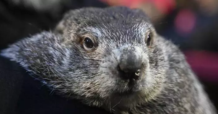 Punxsutawney Phil's babies are named Shadow and Sunny. Just don't call them the heirs apparent