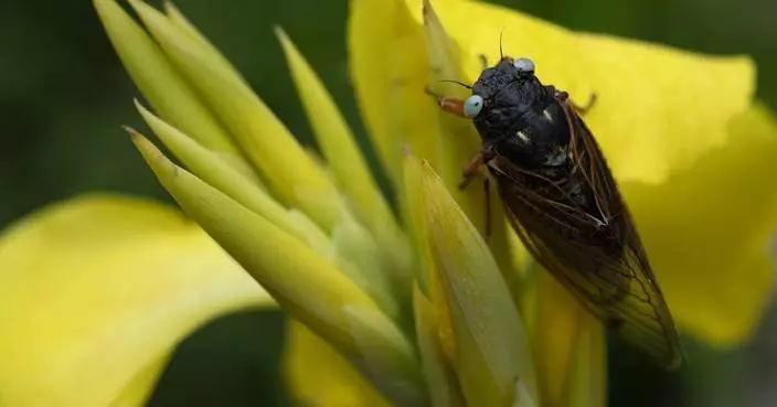 Rare blue-eyed cicada spotted during 2024 emergence at suburban Chicago arboretum