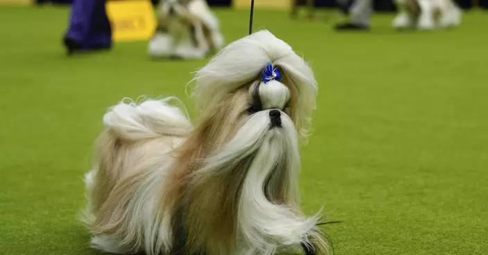 Miniature poodle named Sage wins Westminster Kennel Club dog show
