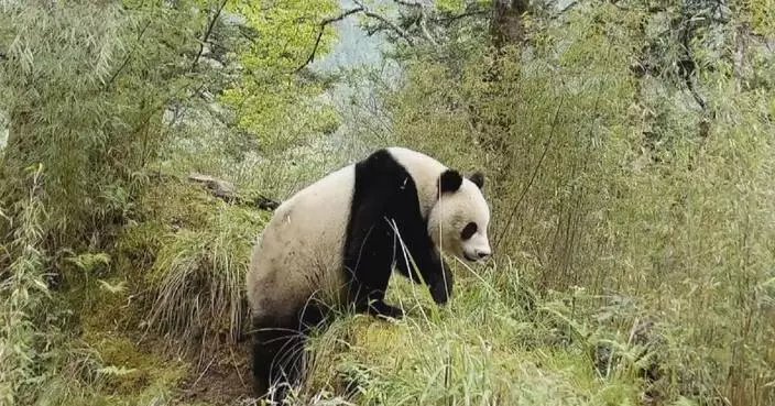 Live camera captures wild giant panda roaming in woods