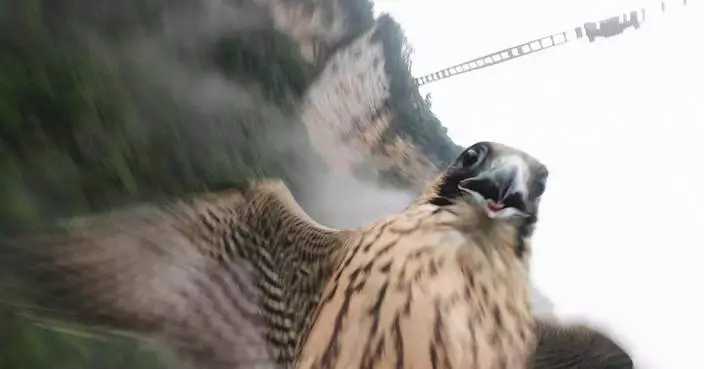 Speeding falcon strikes drone in dramatic Zhangjiajie aerial clash